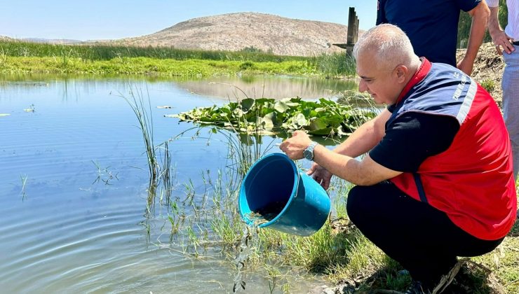 HATAY’DA BARAJ VE GÖLETLERE 1 MİLYON YAVRU BALIK BIRAKILDI 