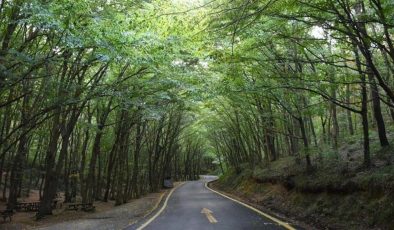 HATAY’DA ORMANLARA GİRİŞ YASAKLANDI