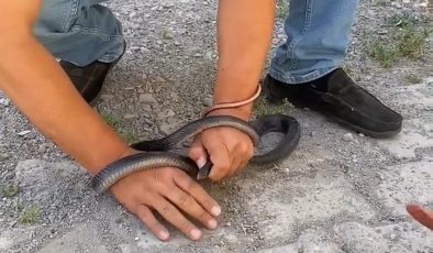 EVE GİREN YILANI YAKALAMAK İSTERKEN PARMAĞINI KAPTIRDI 