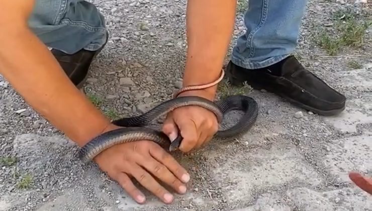 EVE GİREN YILANI YAKALAMAK İSTERKEN PARMAĞINI KAPTIRDI 