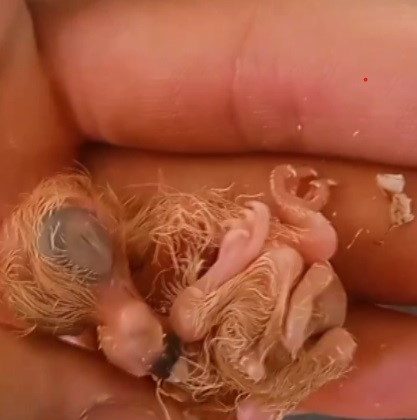 4 AYAKLI OLARAK YUMURTADAN ÇIKAN GÜVERCİN YAVRUSU 2 GÜN YAŞAYABİLDİ   