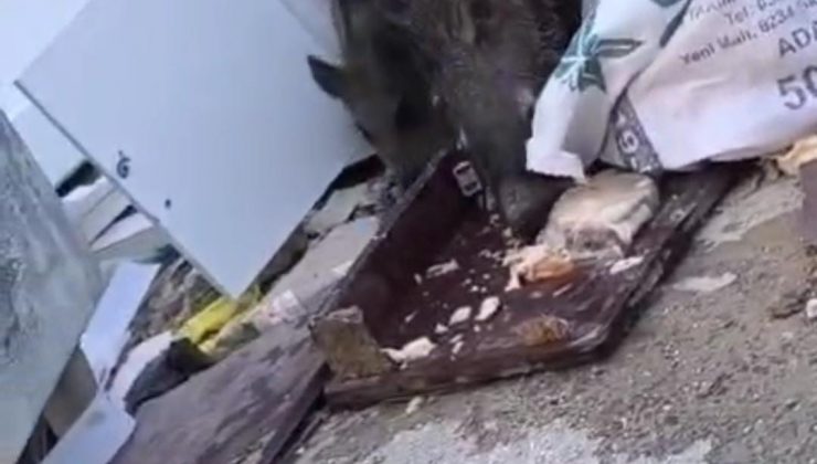 AÇ KALAN DOMUZ SÜRÜSÜ ÇÖPTE YİYECEK ARADI 