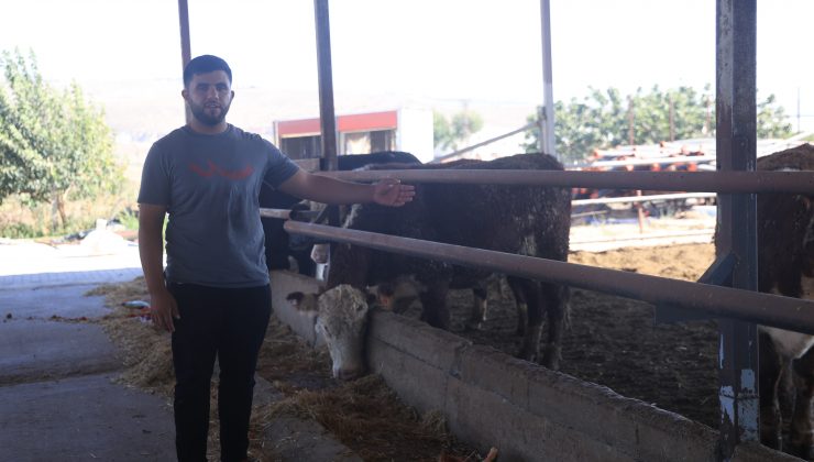 FİRARİ ANGUSLARIN SAHİBİ: “GÖRENLER KAÇSIN”  