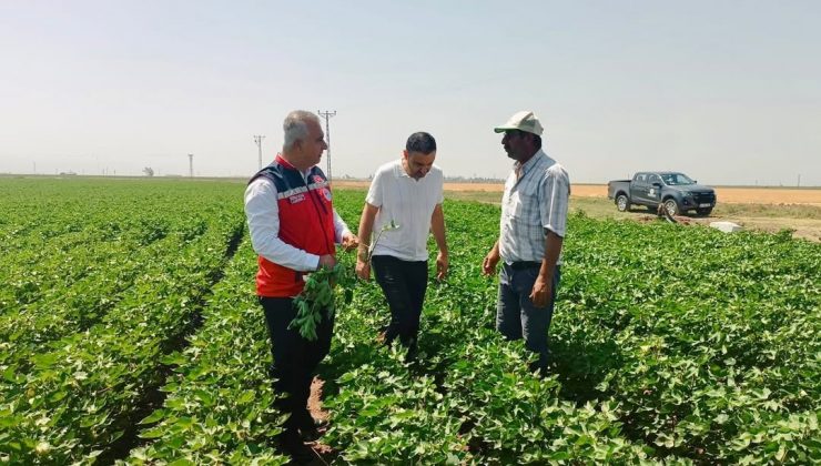 HATAY’DA PAMUK TARLALARI İNCELENDİ   
