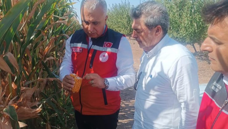 HATAY’DA MISIR TARLALARI İNCELENDİ   