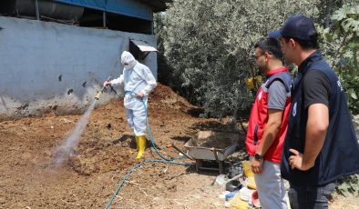 HATAY’DA AKDENİZ MEYVE SİNEĞİYLE MÜCADELE SÜRÜYOR   