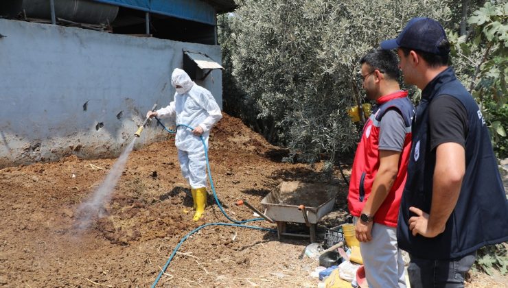 HATAY’DA AKDENİZ MEYVE SİNEĞİYLE MÜCADELE SÜRÜYOR   