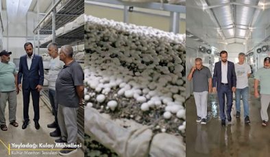 YAYLADAĞI’NDA KÜLTÜR MANTARI ÜRETİMİ YÜKSELİŞTE
