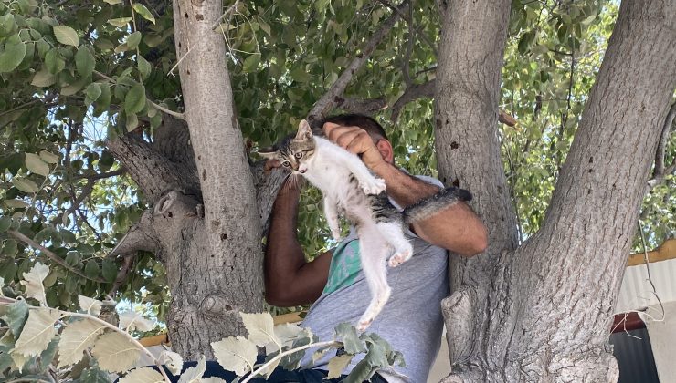AĞAÇTA MAHSUR KALAN YAVRU KEDİ VATANDAŞIN DİKKATİYLE KURTARILDI 