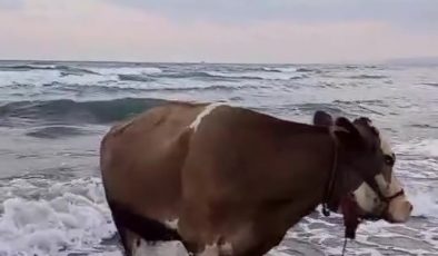 KAVURUCU SICAKTAN BUNALAN İNEK SOLUĞU DENİZDE ALDI  