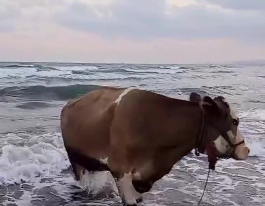 KAVURUCU SICAKTAN BUNALAN İNEK SOLUĞU DENİZDE ALDI  