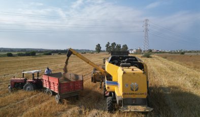 TÜRKİYE’NİN MAYDANOZ TOHUMU İHTİYACININ YÜZDE 75’İNİN KARŞILANDIĞI İLÇEDE BEREKETLİ HASAT BAŞLADI  