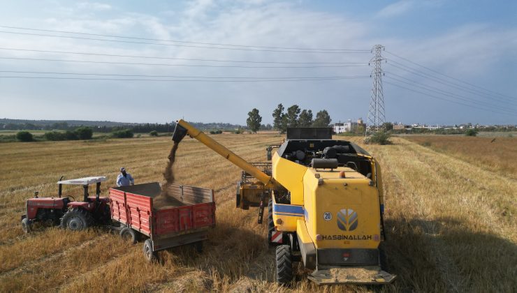 TÜRKİYE’NİN MAYDANOZ TOHUMU İHTİYACININ YÜZDE 75’İNİN KARŞILANDIĞI İLÇEDE BEREKETLİ HASAT BAŞLADI  
