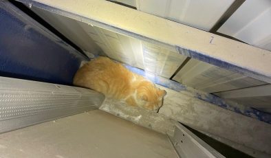 ANTAKYA’DA MARKET DUVARI ARASINDA MAHSUR KALAN KEDİYİ İTFAİYE KURTARDI   