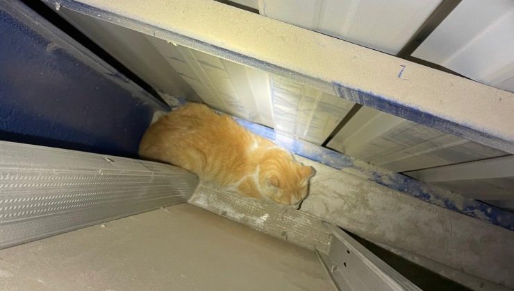 ANTAKYA’DA MARKET DUVARI ARASINDA MAHSUR KALAN KEDİYİ İTFAİYE KURTARDI   