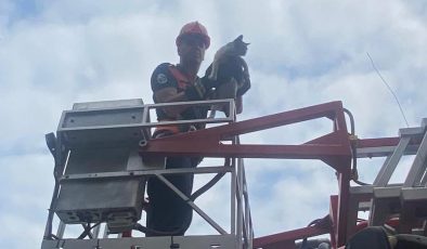 AĞAÇTA MAHSUR KALAN KEDİ KURTARILDI   