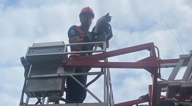 AĞAÇTA MAHSUR KALAN KEDİ KURTARILDI   