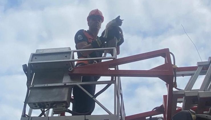 AĞAÇTA MAHSUR KALAN KEDİ KURTARILDI   