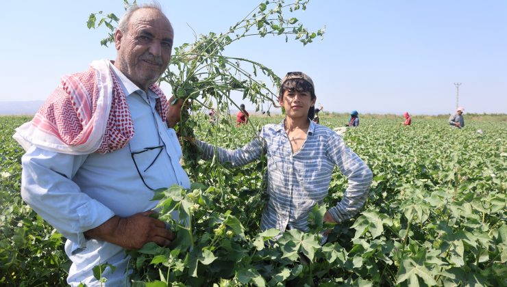 TARIM İŞÇİLERİ, 45 DERECEYİ AŞAN SICAKTA 650 TL YEVMİYEYLE  PAMUK TARLASINDA ZORLU MESAİ SÜRDÜRÜYORLAR   