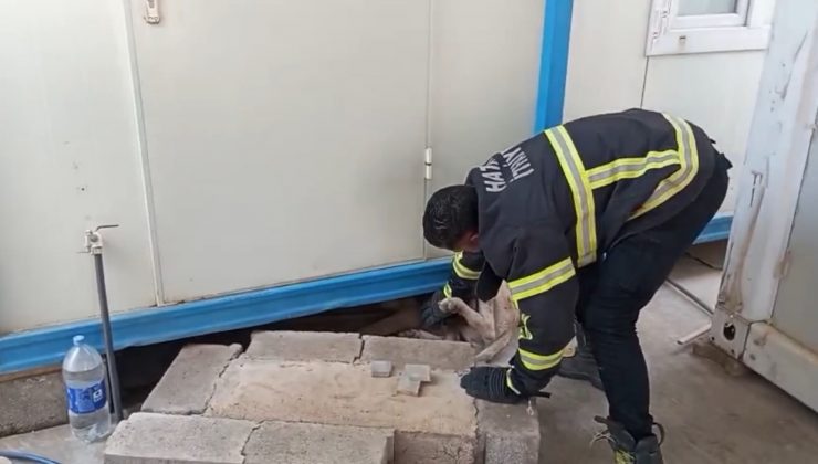 HATAY’DA KONTEYNERİN ALTINA SIKIŞAN KÖPEK KURTARILDI   