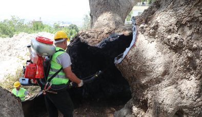 ANIT AĞAÇLARA UZMAN DOKUNUŞ