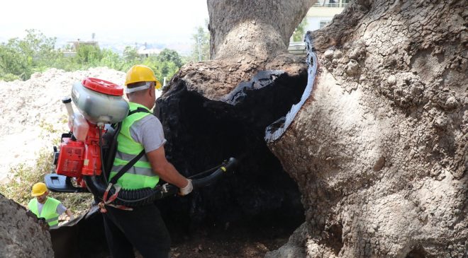 ANIT AĞAÇLARA UZMAN DOKUNUŞ