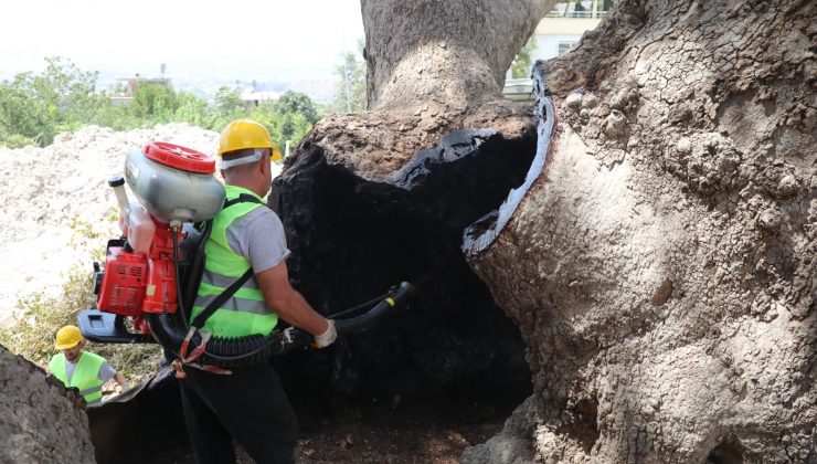 ANIT AĞAÇLARA UZMAN DOKUNUŞ