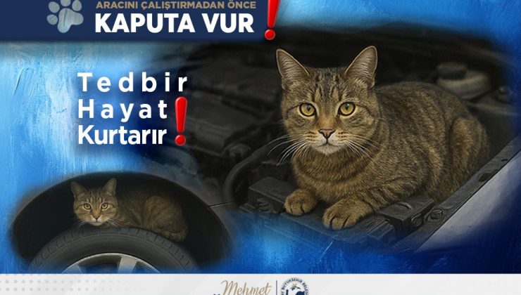 SOKAK HAYVANLARI HBB İLE GÜVENDE