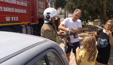 HATAY’DA PALMİYEDE MAHSUR KALAN KEDİ EKİPLER TARAFINDAN KURTARILDI   
