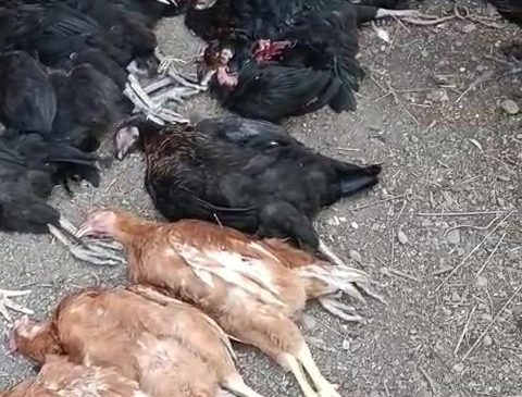 KÜMESE GİREN SOKAK KÖPEKLERİ 70 TAVUĞU TELEF ETTİ 