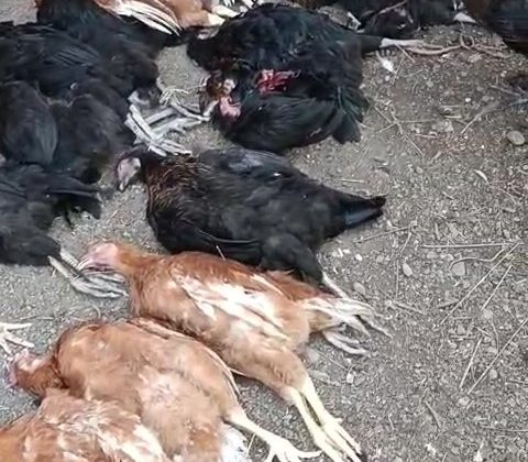 KÜMESE GİREN SOKAK KÖPEKLERİ 70 TAVUĞU TELEF ETTİ 