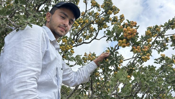 ŞİFA DEPOSU ALIÇTA HASAT BAŞLADI: KİLOGRAM FİYATI 200 TL’DEN ALICI BULUYOR   