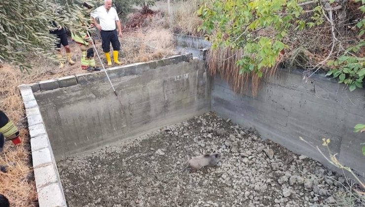 SULAMA HAVUZUNA DÜŞEN DOMUZU İTFAİYE KURTARDI   
