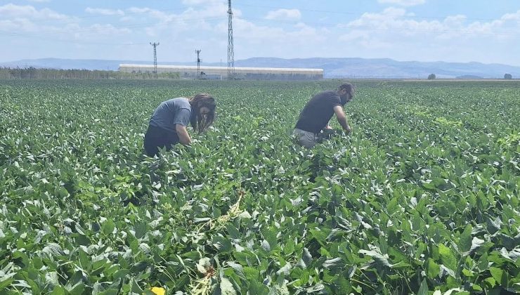 HATAY’DA PAMUK VE SOYA EKİLİ ARAZİLER KONTROL EDİLDİ   