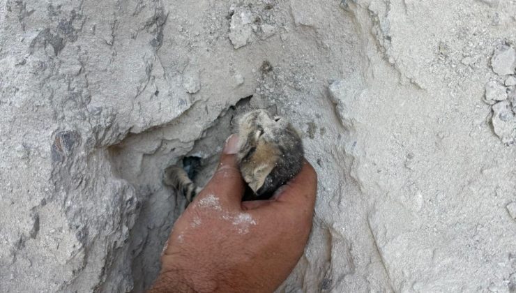 BETON ZEMİN MAHSUR KALAN YAVRU KEDİ İÇİN KIRILDI   