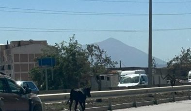 AHIRDAN KAÇAN BUZAĞI, KARA YOLUNA ÇIKINCA SÜRÜCÜLERE ZOR ANLAR YAŞATTI  