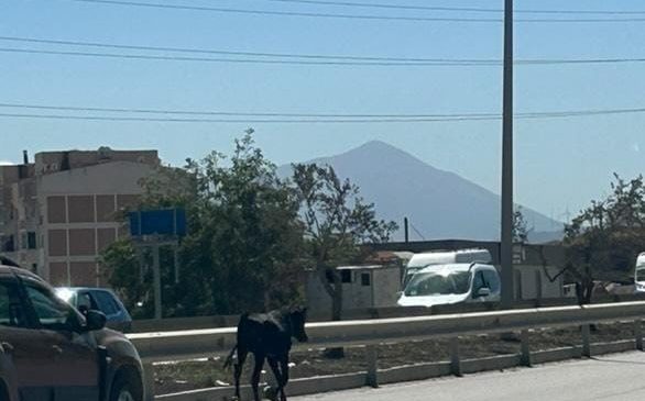 AHIRDAN KAÇAN BUZAĞI, KARA YOLUNA ÇIKINCA SÜRÜCÜLERE ZOR ANLAR YAŞATTI  