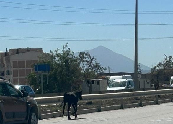 AHIRDAN KAÇAN BUZAĞI, KARA YOLUNA ÇIKINCA SÜRÜCÜLERE ZOR ANLAR YAŞATTI  