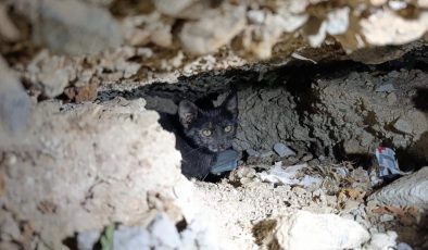 ANTAKYA’DA BETON BORU İÇİNDE SIKIŞAN KEDİ KURTARILDI   