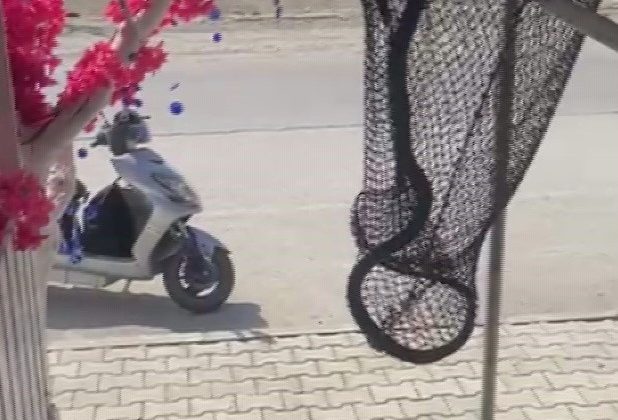 MARKETİN SOĞUTMA DOLABINA GİREN YILANI, İTFAİYE YAKALADI   