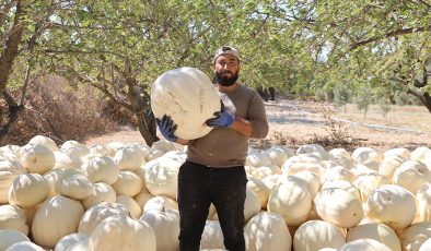KİLOLARCA AĞIRLIĞA ULAŞAN TESCİLLİ BEYAZ KABAKTA HASAT BAŞLADI 