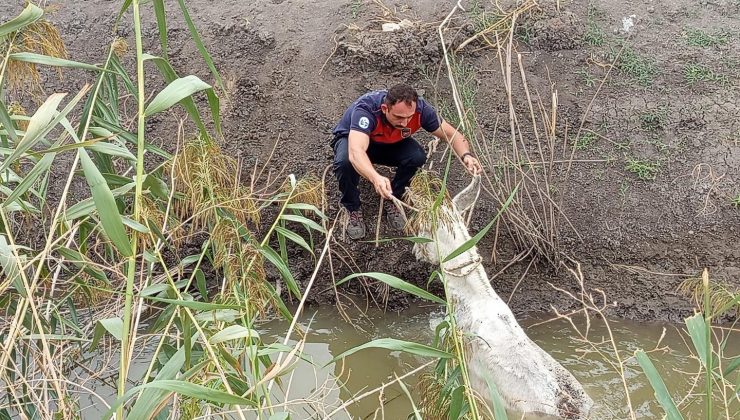 KIRIKHAN’DA SULAMA KANALINA DÜŞEN EŞEĞİ İTFAİYE KURTARDI   