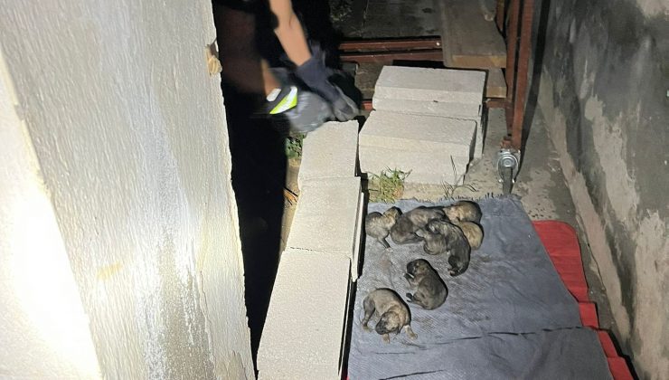 SULAMA KANALINA DÜŞEN ANNE KÖPEK VE YAVRULARINI İTFAİYE EKİPLERİ KURTARDI   