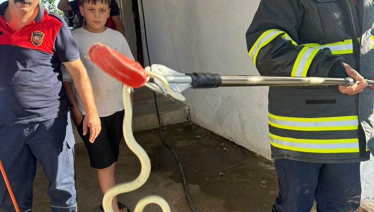 HATAY’DA EVLERE GİREN 2 YILAN YAKALANDI   