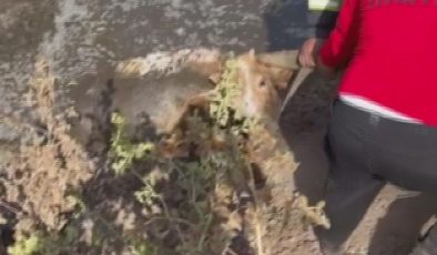 BALÇIĞA SAPLANAN 3 İNEK ZORLU ÇALIŞMAYLA KURTARILDI  