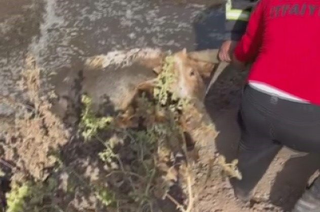 BALÇIĞA SAPLANAN 3 İNEK ZORLU ÇALIŞMAYLA KURTARILDI  
