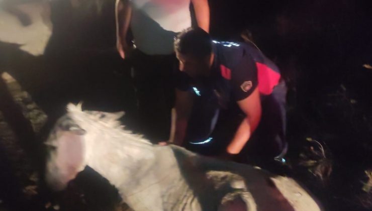 BALÇIĞA SAPLANAN EŞEK VİNÇLE KURTARILDI   