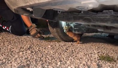 ÜŞÜYEREK ARACIN MOTORUNA GİREN YAVRU KEDİ, İTFAİYE EKİPLERİNİN ÇALIŞMASIYLA KENDİLİĞİNDEN ÇIKTI 
