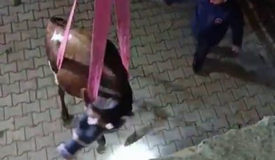 EVİN DAMINDA MAHSUR KALAN İNEK VİNÇLE KURTARILDI   