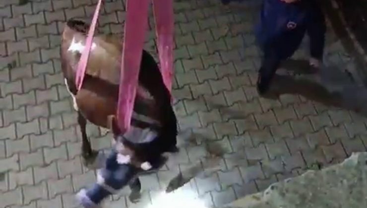 EVİN DAMINDA MAHSUR KALAN İNEK VİNÇLE KURTARILDI